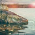Anglerlatein am Wasser: Typische Redewendungen, Sprüche und Kultur rund ums Forellenangeln in Deutschland