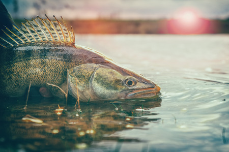 Anglerlatein am Wasser: Typische Redewendungen, Sprüche und Kultur rund ums Forellenangeln in Deutschland